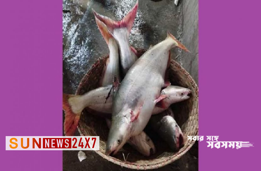 বাংলাদেশঃ ধরা পড়ছে বড় বড় পাঙ্গাস