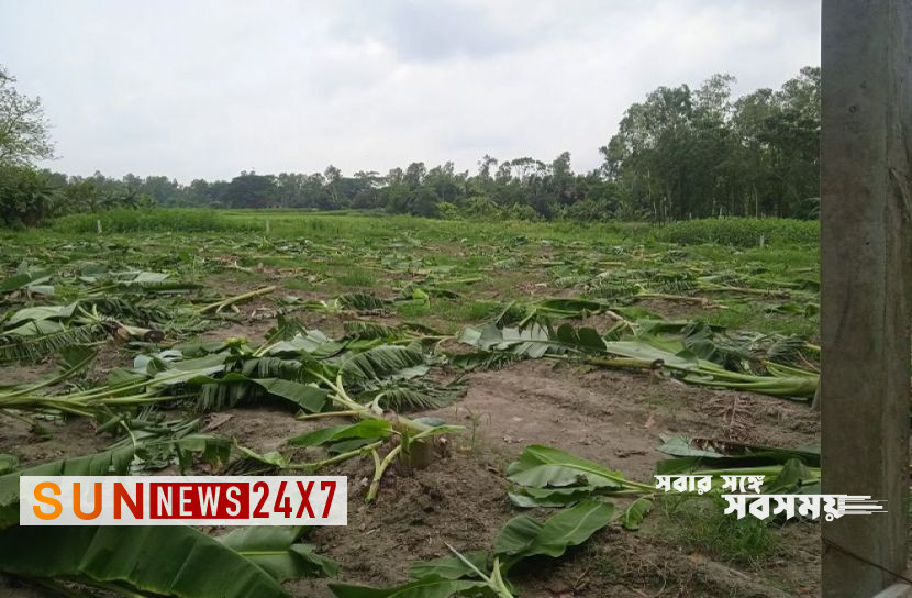 বাংলাদেশঃ রাতের আঁধারে ৩৫০টি কলাগাছ কর্তন বাংলাদেশঃ রাতের আঁধারে ৩৫০টি কলাগাছ কর্তন