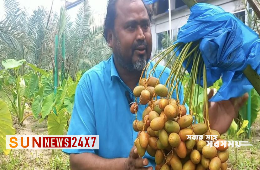 বাংলাদেশ: ভালুকায় সৌদির খেজুর চাষে মোতালেবের সাফল্য