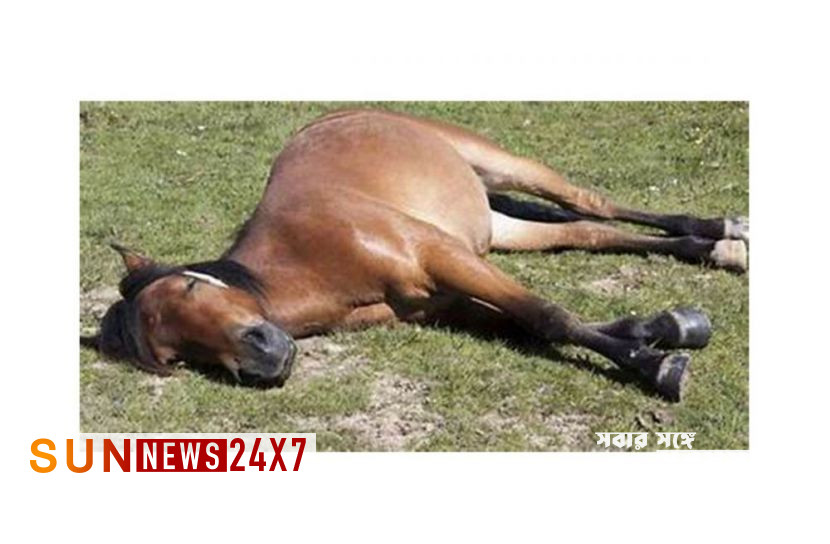 গজারিয়াতে গরু বলে- ১৩ ঘোড়া জবাই, জব্দ করলো জনতা