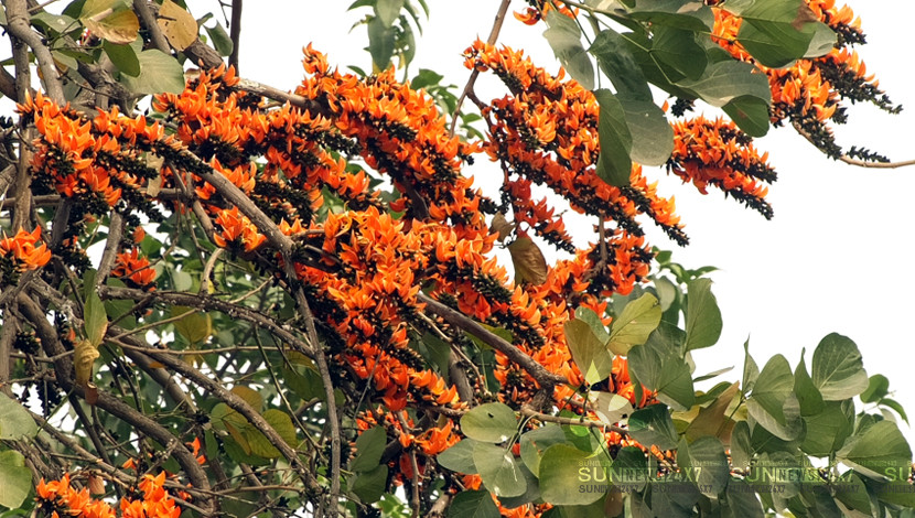 পলাশ ফুল