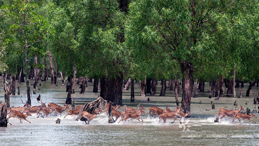 সুন্দরবনে হরিণ শিকারিচক্রের তৎপরতা বৃদ্ধি পাওয়ায় পূর্ব সুন্দরবনে রেড এলার্ট জারি
