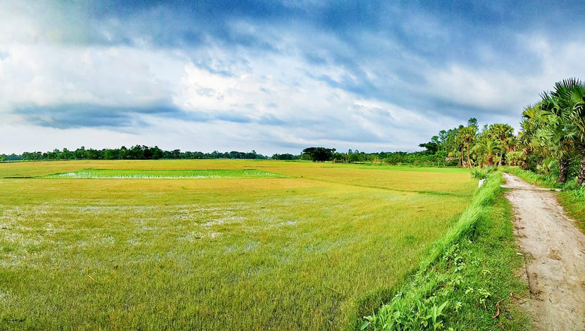 গ্রাম বাংলার আঁকা বাঁকা মেঠো পথ। লোকেশন : পরিকোট, সেনবাগ, নোয়াখালী। (ছবি : গিয়াস নাঈম)