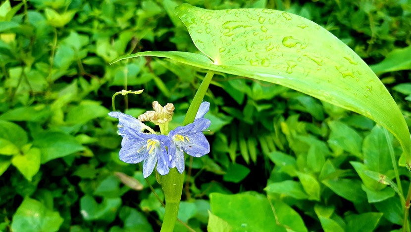 কচুরিপানা। (ছবি : সোহরাব মাহাদী)