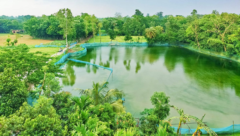 বরষার জলে টইটম্বুর জলাশয়। (ছবি : গিয়াস নাঈম)