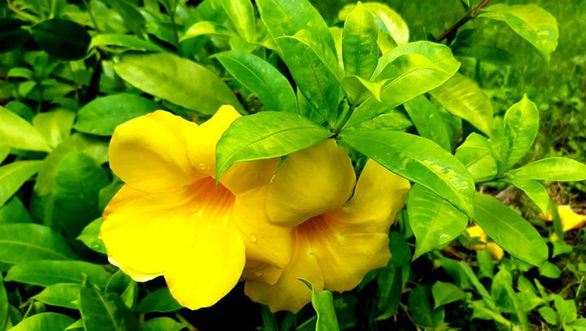 সদ্য ফোটা অলকানন্দা। (ছবি : সোহরাব মাহাদী)