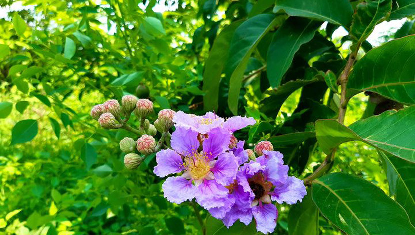 দেশীয় ফুল জারুল। (ছবি : সোহরাব মাহাদী)