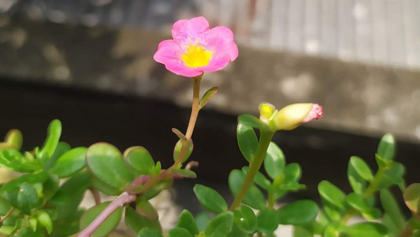 যদি নিজেকে সুখী রাখার সদিচ্ছা থাকে তাহলে একটি ছোট্ট ফুলও মনকে খুশি করে দিতে পারে। (ছবি ও ক্যাপশন : ফারজানা জেসমিন)