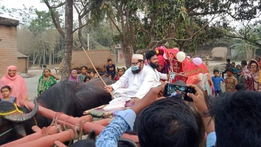 যান্ত্রিক কোনো বাহনে নয়, কনের বাড়িতে বরযাত্রীরা যায় গরুর গাড়িতে। কবুল শেষে নববধূ নিয়ে বাড়ি ফেরে একইভাবে।