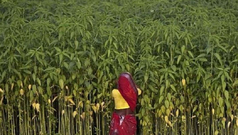 পাটক্ষেত থেকে পাতা সংগ্রহ করছেন এক নারী।