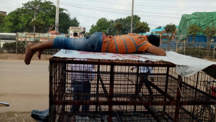 নিদ্রা বিলাস...! ছবি- মেহেদী হাসান রাজু