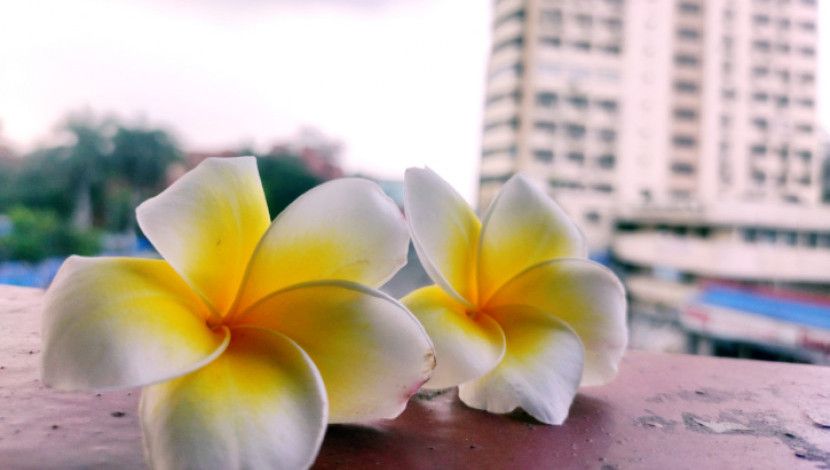 আমাদের  কাঠগোলাপ . ফার্মগেট ( ছবি : সুলতানা আক্তার )