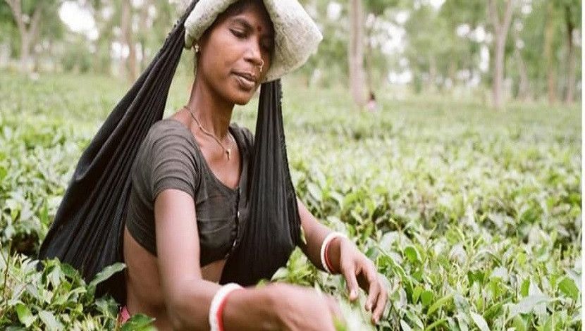 চা শ্রমিক। প্রতিনিয়ত সবুজ চা পাতা সংগ্রহ করলেও তাদের জীবনের সজীবতা খুবই কম। অভাব-অনটনে জর্জরিত সংসার। গায়ের কালো রঙের কাপড়ের মতো জীবনের পরতে পরতে কালো অধ্যায় যেন হয় না শেষ।