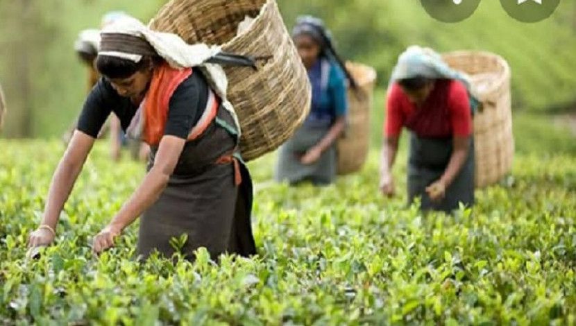 ওরা চা শ্রমিক। একদিনে আয় মাত্র ১২০ টাকা। সপ্তাহে (৬ দিন) ৭২০ টাকা। এটি কার্যকর হয়েছে জানুয়ারি ২০১৯ সালের জানুয়ারি থেকে। এর আগে দৈনিক মজুরি ছিল ১০২ টাকা। ভাবুনতো এই টাকায় সংসার চলে?