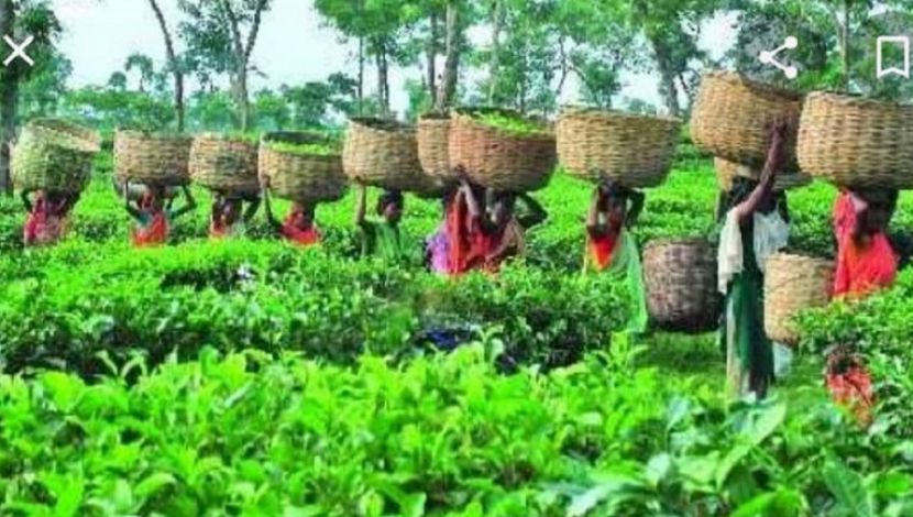 খাঁচায় সবুজপাতার সমারোহ। স্বপ্ন বুনে আর তোলে কিন্তু নিজেদের জীবনে কবে আসবে সেই সবুজের সজীবতা?