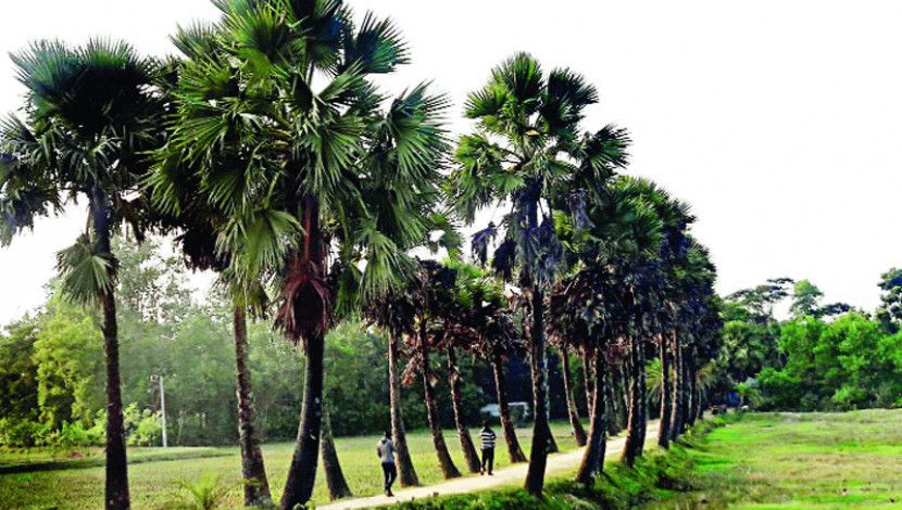 তালগাছ শুধু সৌন্দর্য বৃদ্ধি নয় বজ্রপাত ঠেকাতেও বিশেষ ভূমিকা রাখে। ছবি-ইন্টারনেট