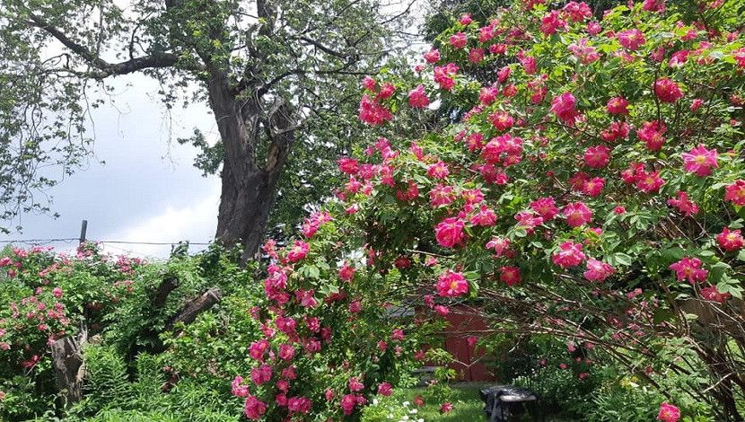 প্রকৃতি মেলেছে ডানা