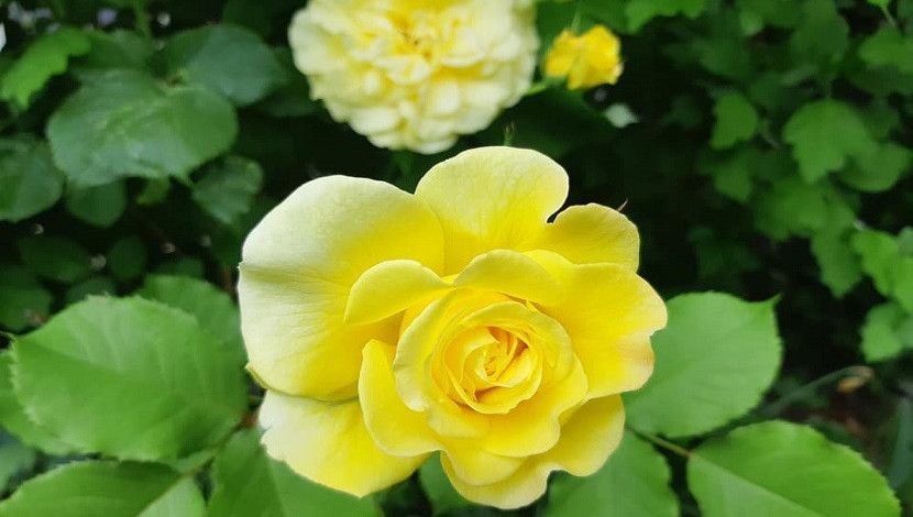 জীবনের সবচেয়ে মূল্যবান সম্পর্কের প্রতীক হলুদ গোলাপ।  বন্ধুত্বের প্রতীক  হলুদ গোলাপ আনন্দ, সুস্বাস্থ্য বোঝাতেও  ব্যবহার করা হয়। আপনার জীবনে তার মূল্য বোঝাতে প্রিয়বন্ধুকে দিতে পারেন একগুচ্ছ হলুদ গোলাপ।