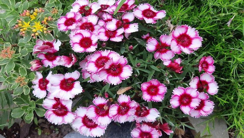 মাটির সংগীত, কথা বলে শব্দহীন