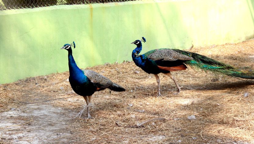 ময়ূর  নাচে পেখম মেলে ( ছবি : সুলতানা আক্তার )