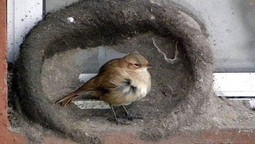 ছবিটি  তুলেছেন- উরুগুয়ের ফটোগ্রাফার
Daniel Carbajal Solsona