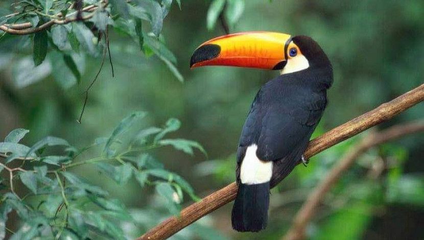 ঠোঁট বড় ধনেশ