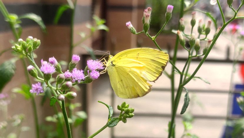ফুলে ফুলে উড়ে বেড়ায় প্রজাপতি 
-- ছবি : সুলতানা আক্তার