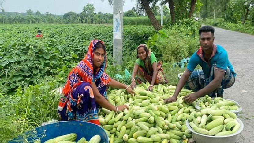 বিক্রির জন্য বাছাই করা হচ্ছে শসা। ক্ষেত থেকে শসা সংগ্রহ করে বিক্রির জন্য প্রস্তুত করতে হয়। যশোরের কেশবপুর থেকে ছবি তুলেছেন রাহাত রাজা।