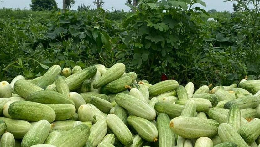 ক্ষেত থেকে শসা সংগ্রহ করে স্তুপ করে রাখা হয়েছে। এখান থেকে বাছাই করে তারপর বিক্রির জন্য প্রস্তুত করা হবে। যশোরের কেশবপুর থেকে ছবি তুলেছেন রাহাত রাজা।