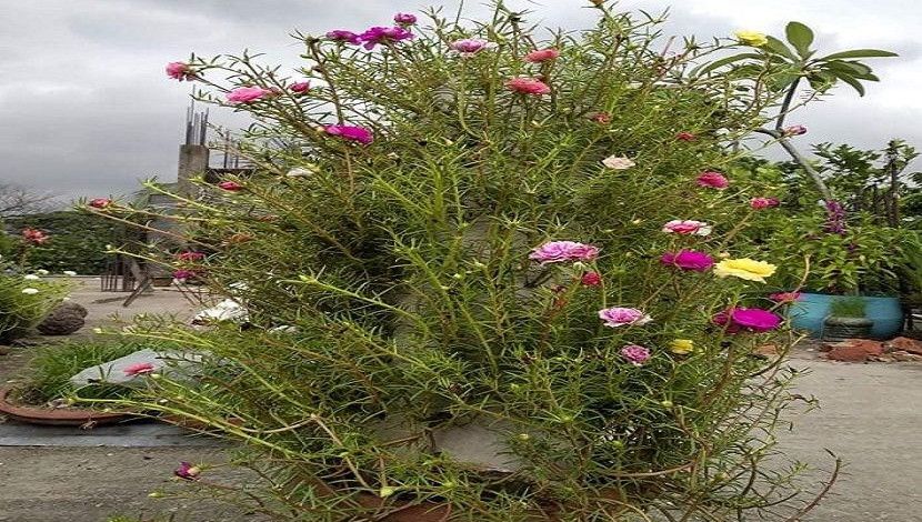 ফুলের প্রতি ভালোবাসা