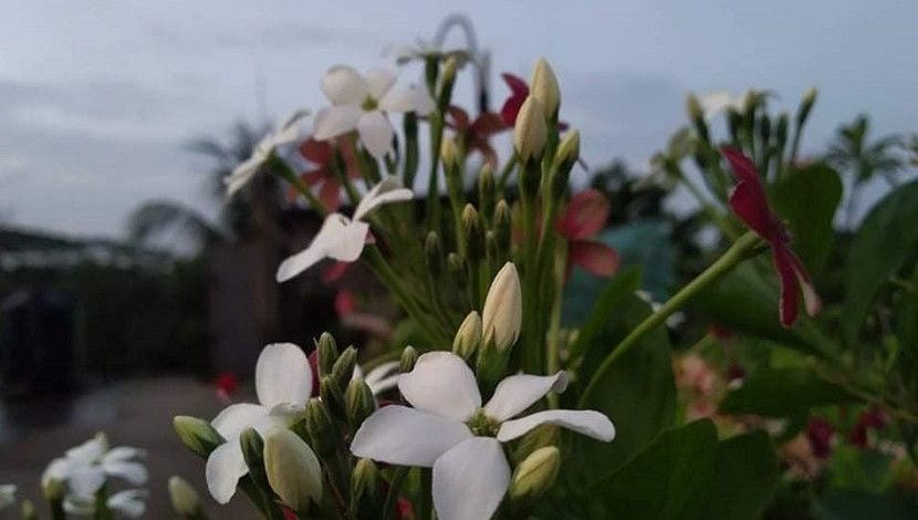 ফুল মনকে করে প্রফুল্ল