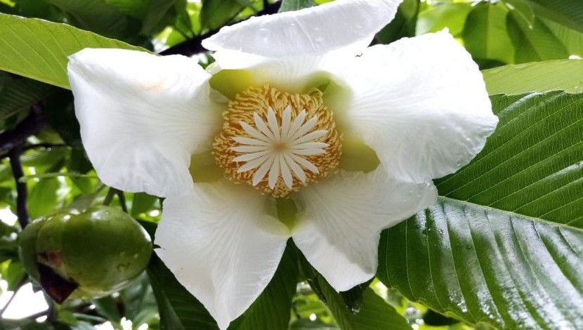 বৃষ্টি-ভেজা দিনে চালতা ফুলের উল্লাস এ যেন বর্ষারই আগমনী বার্তা। ছবি- আরিফুজ্জামান রাকিব, সাভার