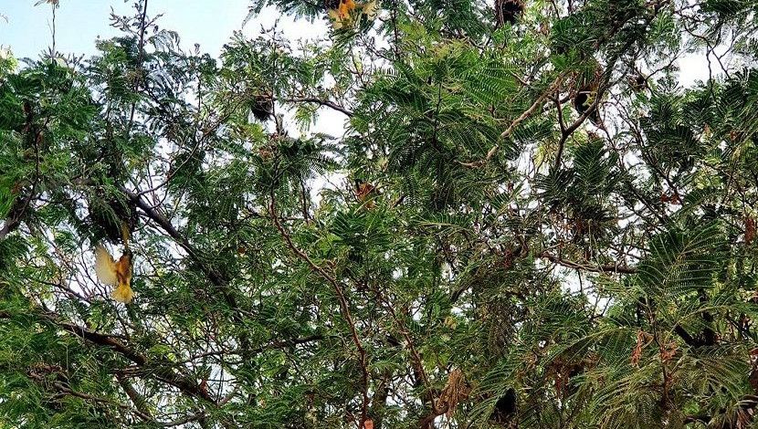 একটি গাছে পাখির অনেকগুলো বাসা। ছবি-নাদিয়া ফারজানা।