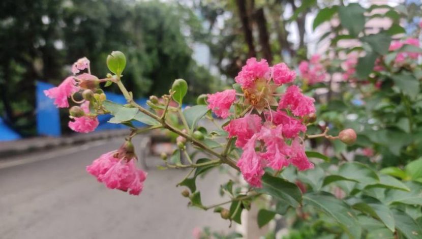 ছবি( সুলতানা আক্তার)