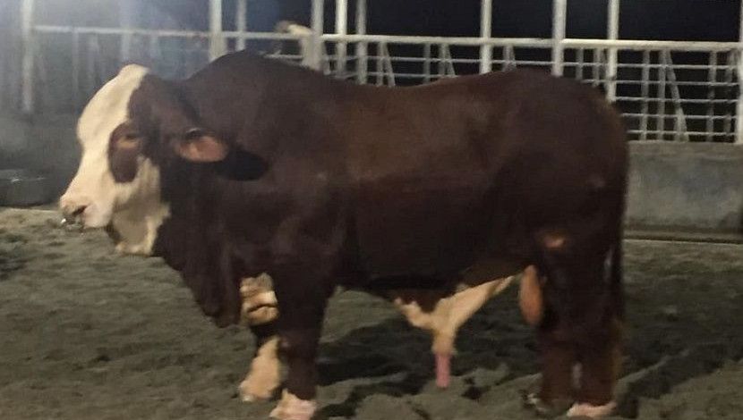 ব্রাহমা প্রজাতির ষাঁড়, সাদিক এগ্রো ফার্ম।  ছবি: সান নিউজ।