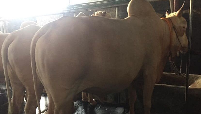 সাদিক এগ্রো ফার্মে বিখ্যাত মিরকাদিমের ষাঁড় । ছবি: সান নিউজ।