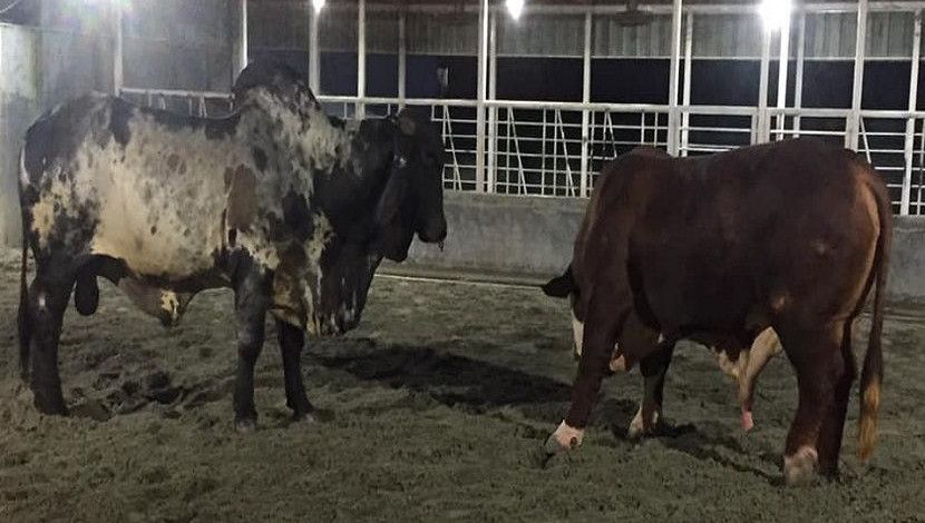 মোহাম্মদপুর নবীনগর হাউজিং-এ সাদিক এগ্রো ফার্মে ব্রাহমা গরু । ছবি: সান নিউজ।