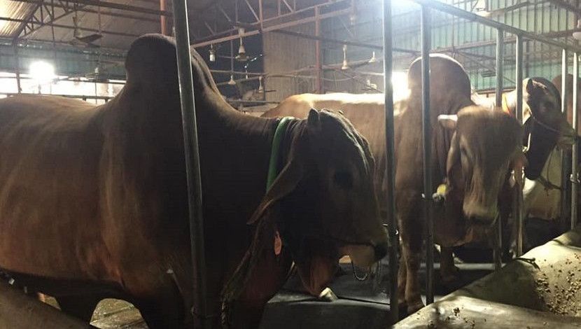 সিন্ধি গরু, সাদিক এগ্রো ফার্ম।  ছবি: সান নিউজ।