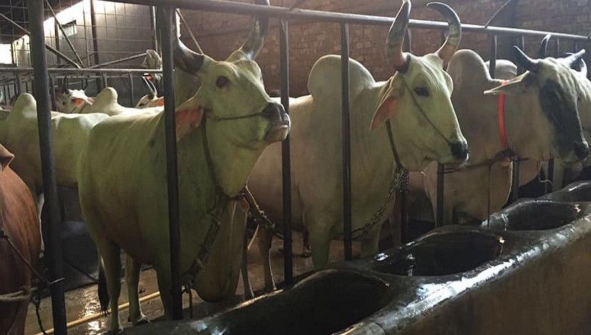 রাজধানীর মোহাম্মদপুরের বেড়িবাঁধের পশ্চিমে সাতমসজিদ হাউজিং-এ সাদিক এগ্রো ফার্মে কোরবানির জন্য প্রস্তুত রাজস্থানি গরু।  ছবি: সান নিউজ।