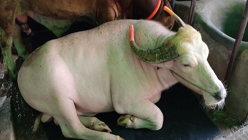 কোরবানির পশুগুলোকে লালন-পালন করা হয় পরম যত্নে। ছবি: সান নিউজ।