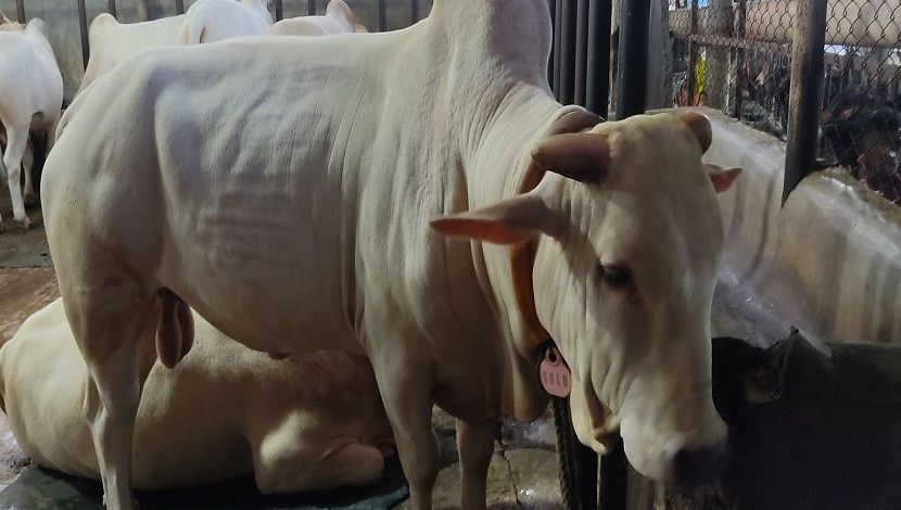 ফার্মের ভিতর রাখা হয় পরিষ্কার-পরিচ্ছন্ন যাতে পশুগুলোর কোনো রোগ বালাই না হয়। ছবি: সান নিউজ।