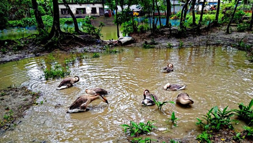 ময়লা পানিতে নিজেকে পরিষ্কার করার এক ব্যর্থ চেষ্টা।  কুড়িগ্রাম।ছবি: আসমাউল মুত্তাকিন