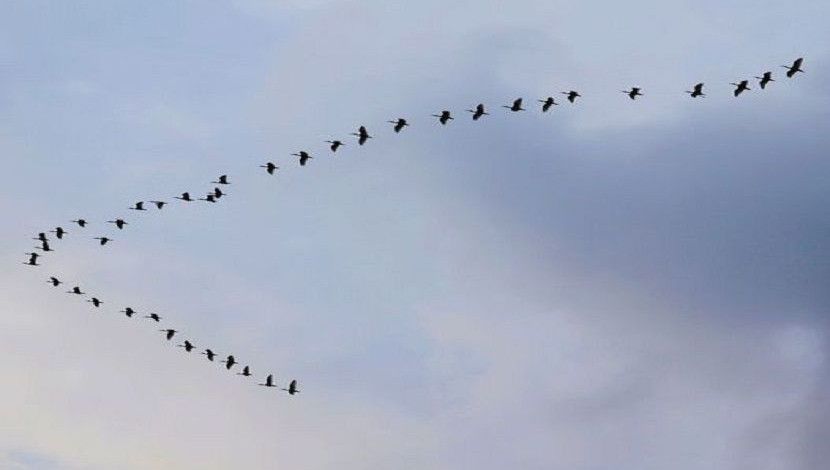 নীড়ে ফেরা
ছবি : ডা. আনোয়ার হোসাইন।