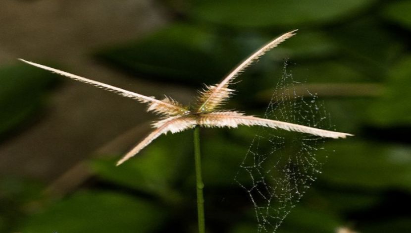 ছবি : রঞ্জন দাস।