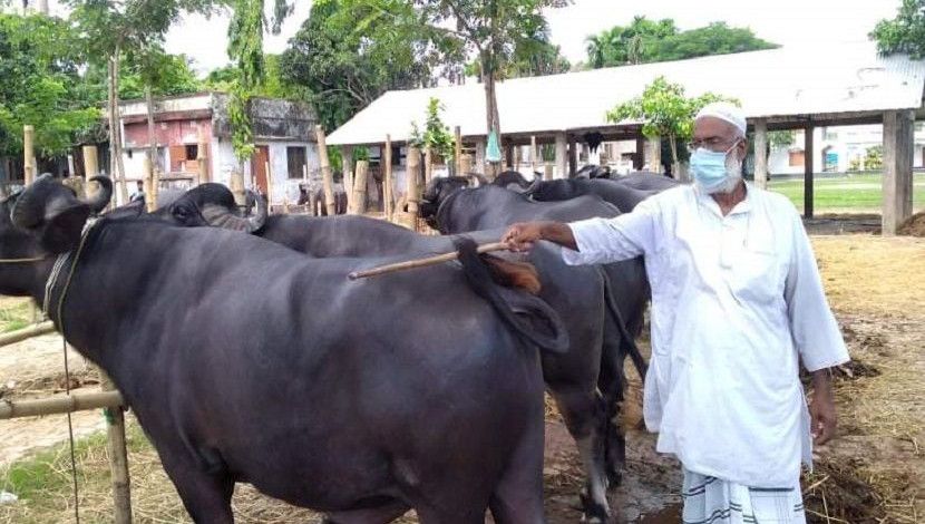 ব্রাহ্মণবাড়িয়ার বৃহত্তর সুহিলপুরে গরু-মহিষের হাট। ছবি: সান নিউজ।