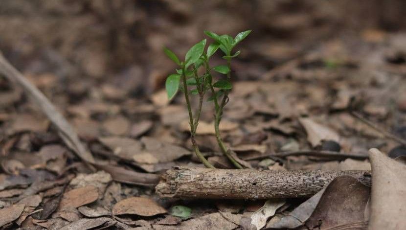 নতুন জীবনের সন্ধানে ( সুলতানা আক্তার)