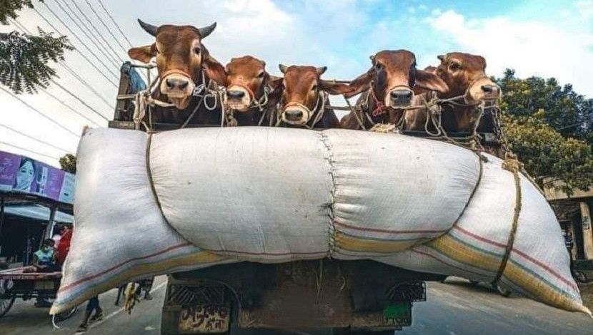 দেশের বিভিন্ন জেলা থেকে ঢাকায় আসছে হাজার হাজার গরু।