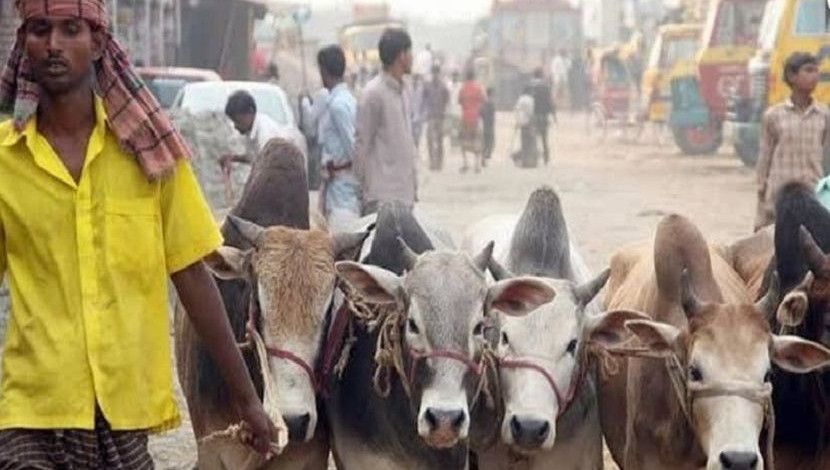 কোরবানির পশু নিয়ে এক বিক্রেতা ছুটছেন হাটে।