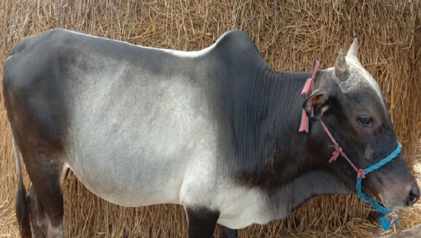 খড়ের গোদার কাছে কোরবানির পশু।