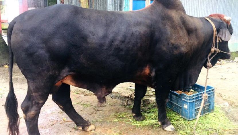 কোরবানির পশুর প্রতি রয়েছে মানুষের ভিন্ন ধরনের মায়া।